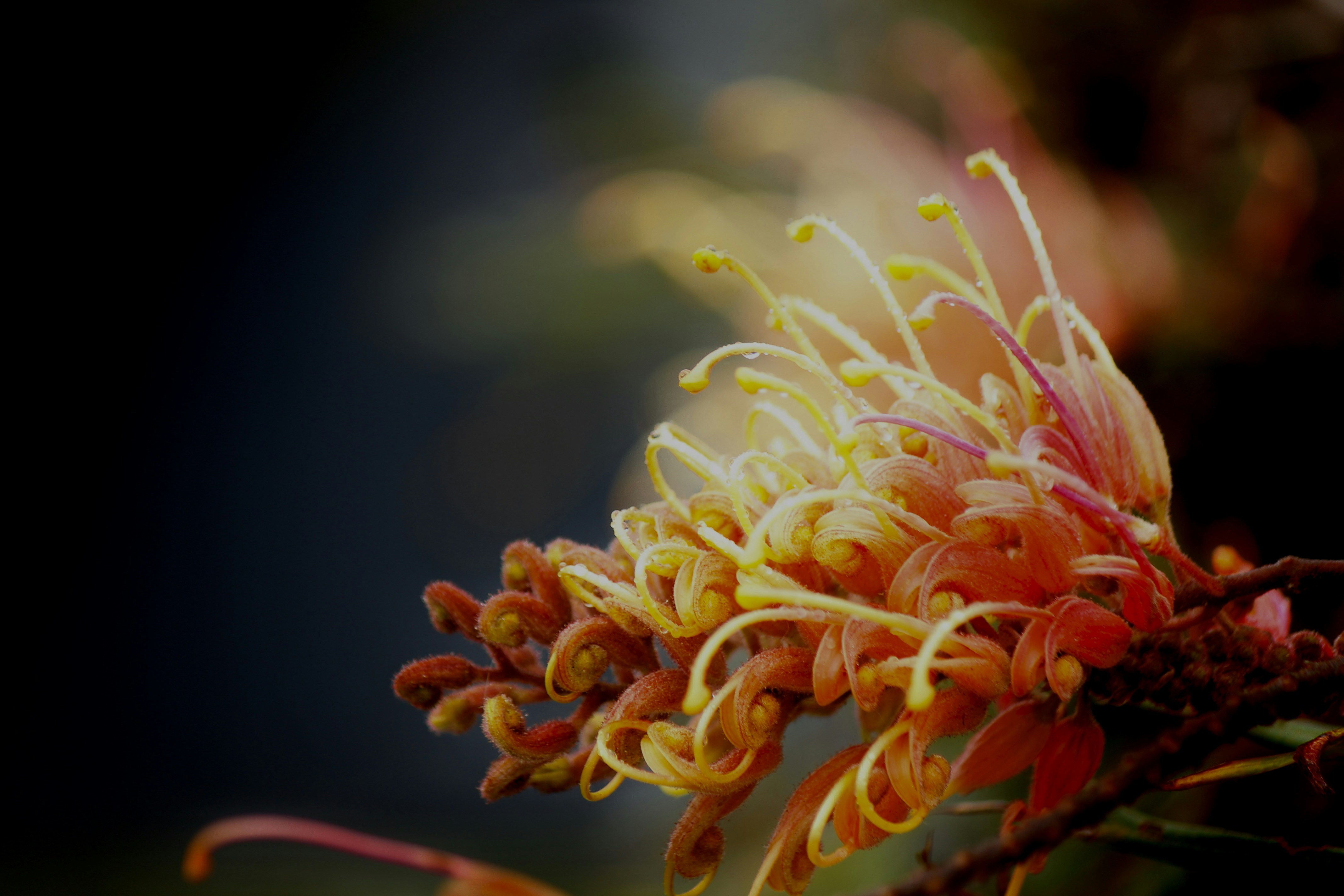 Photo by ellenartstudio