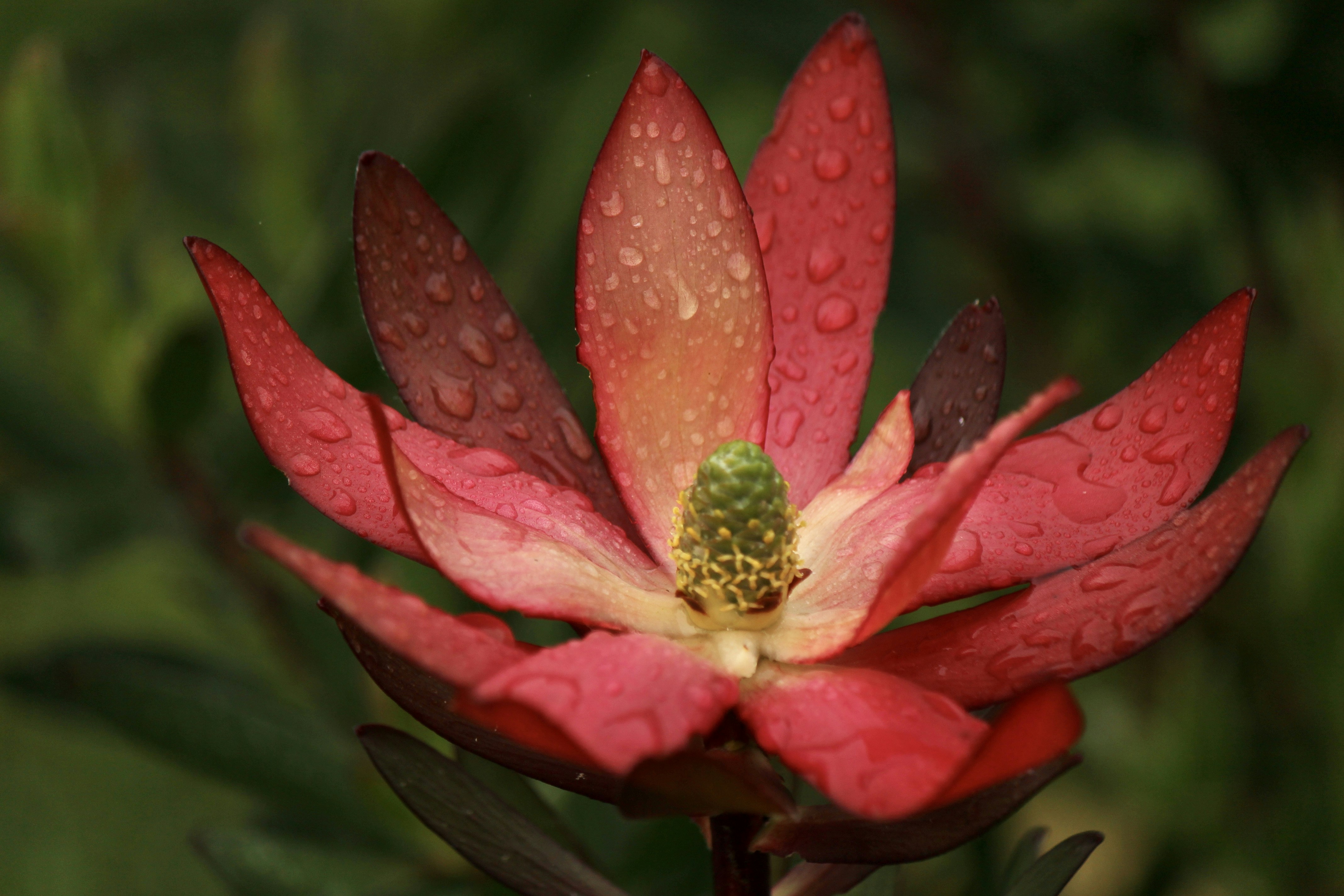 a red flower with water droplets on it
