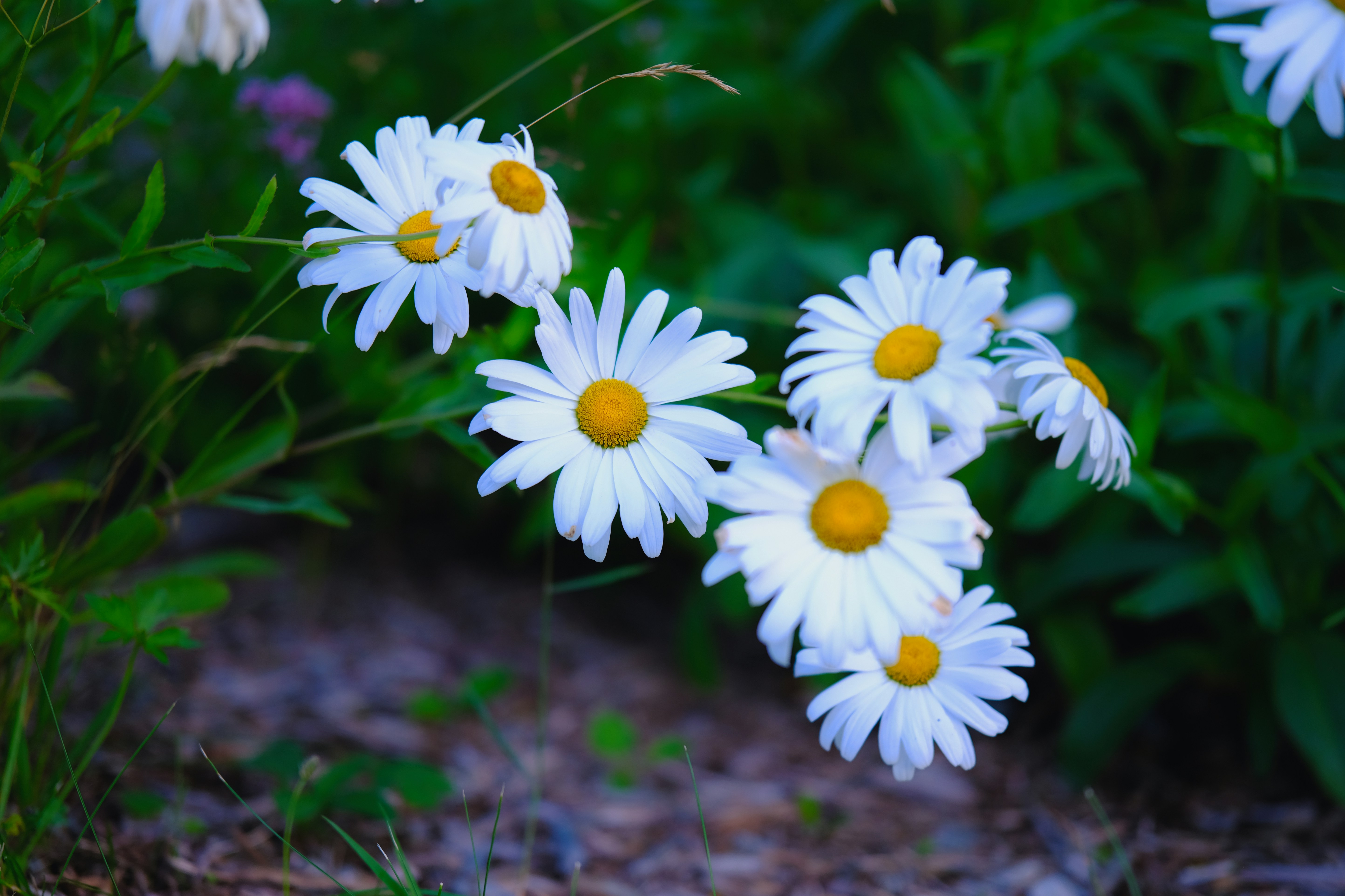 Photo by surjasendas