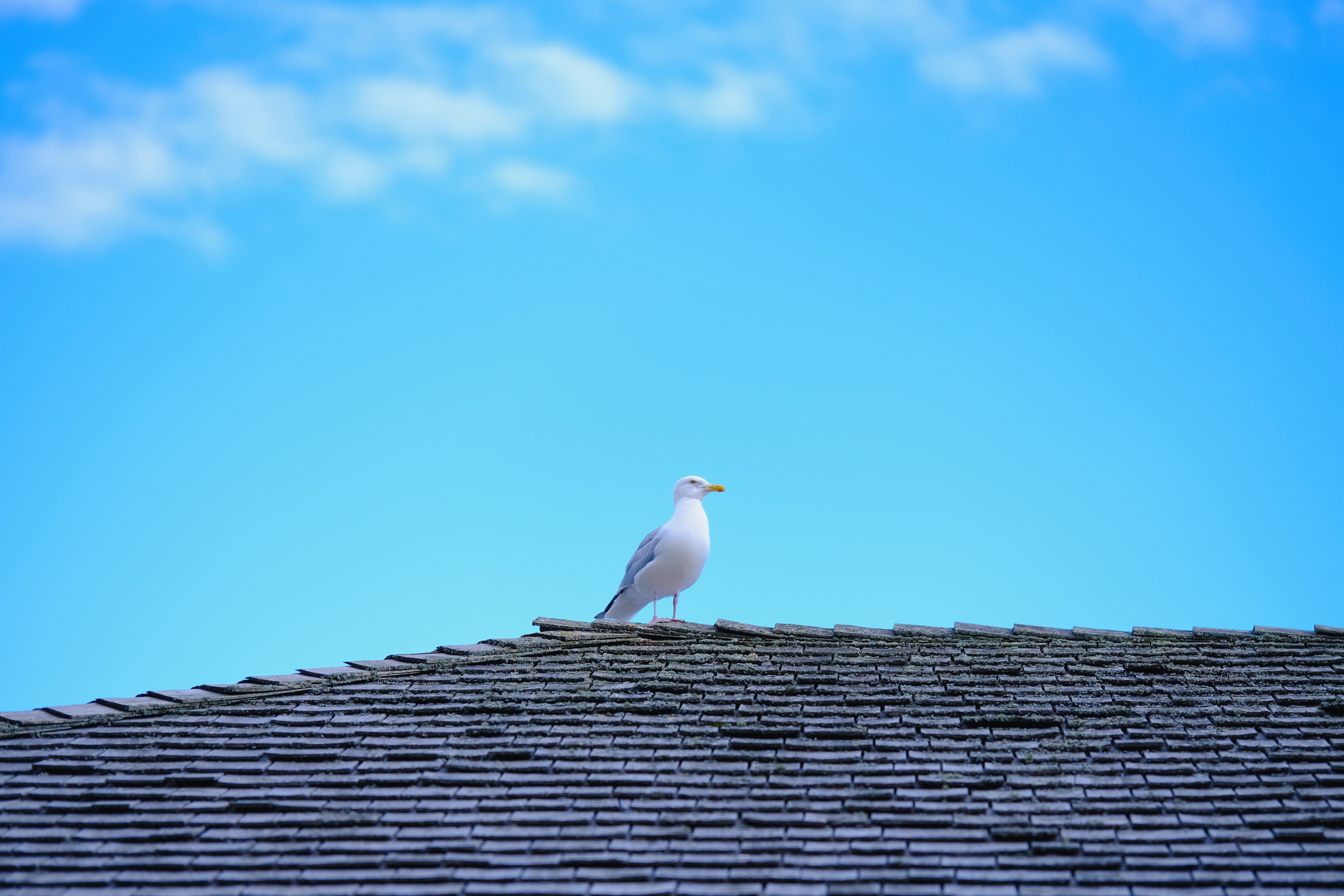 Photo by surjasendas