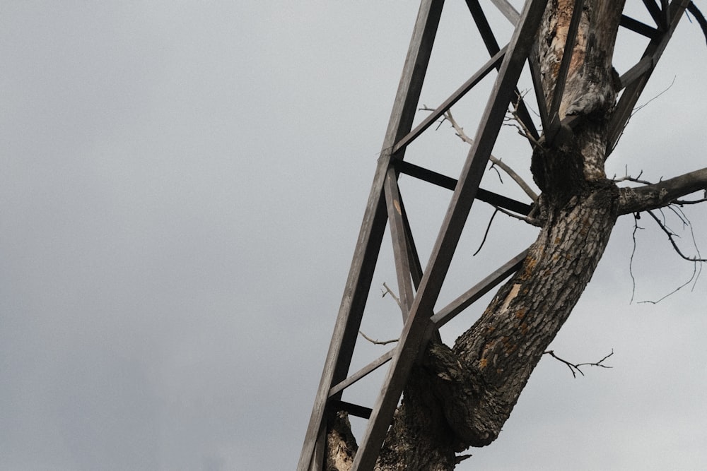 um pássaro empoleirado em cima de uma estrutura de madeira