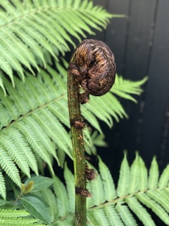 a close up of a plant with a lot of leaves