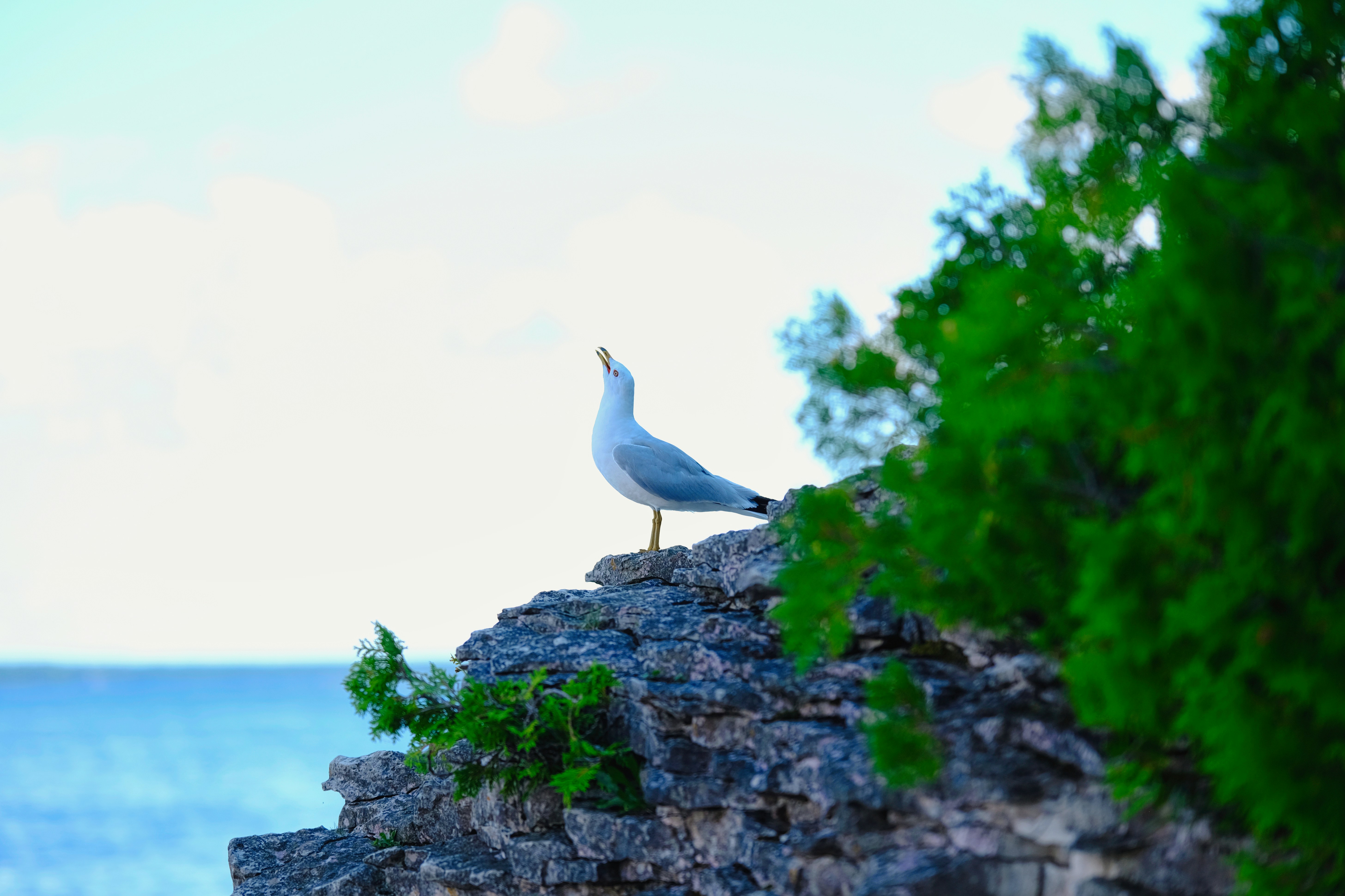 Photo by surjasendas
