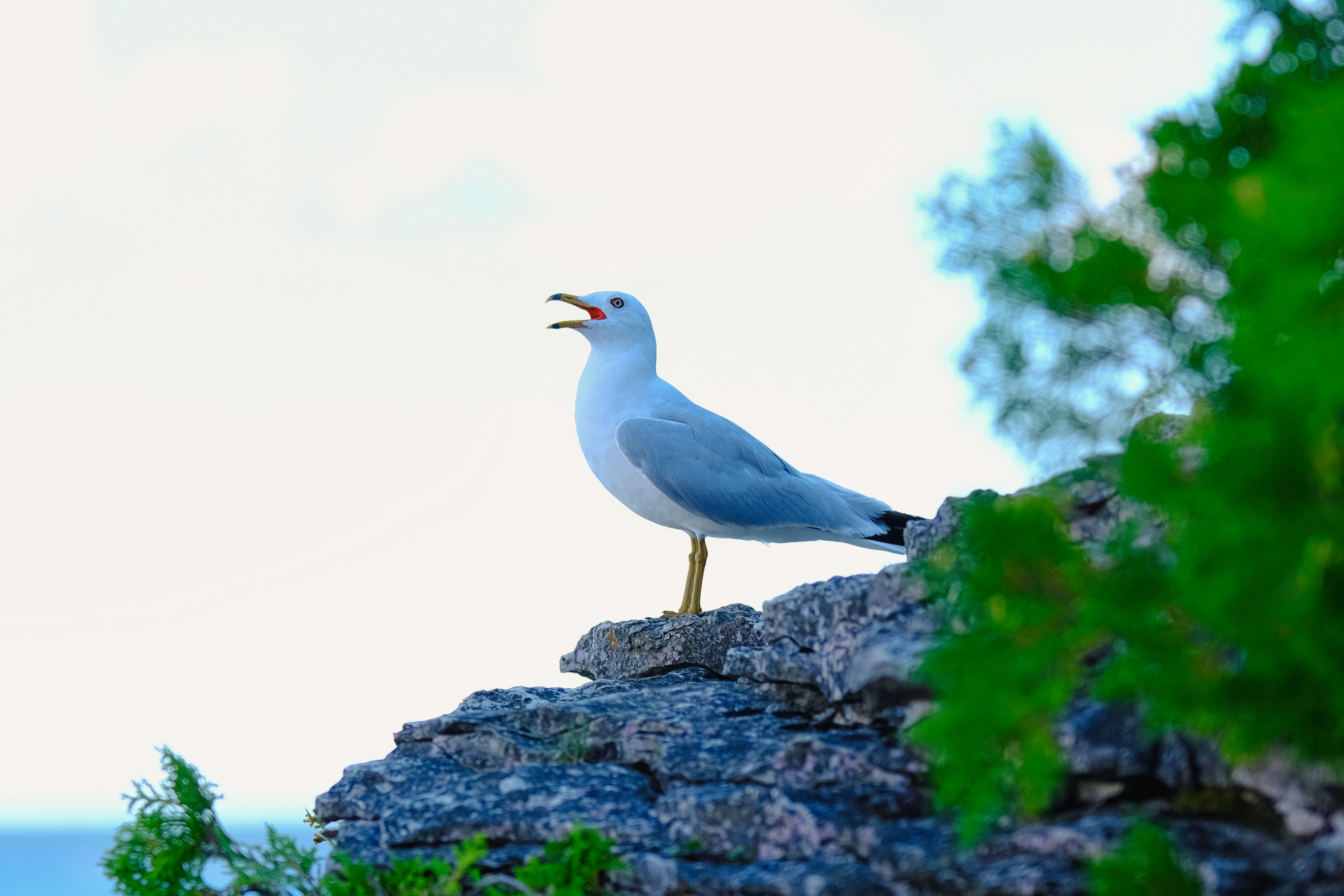 Photo by surjasendas