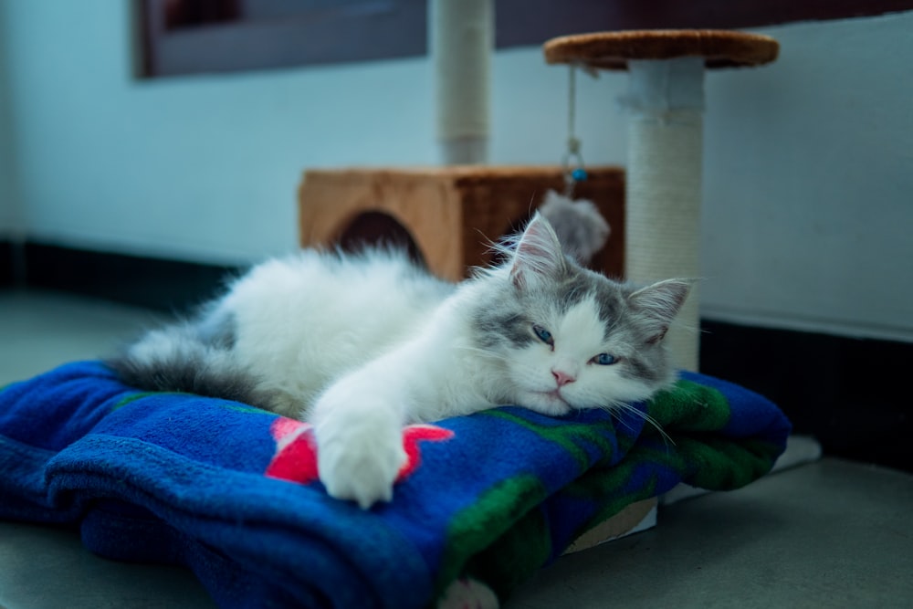 a grey and white cat laying on top of a blue blanket
