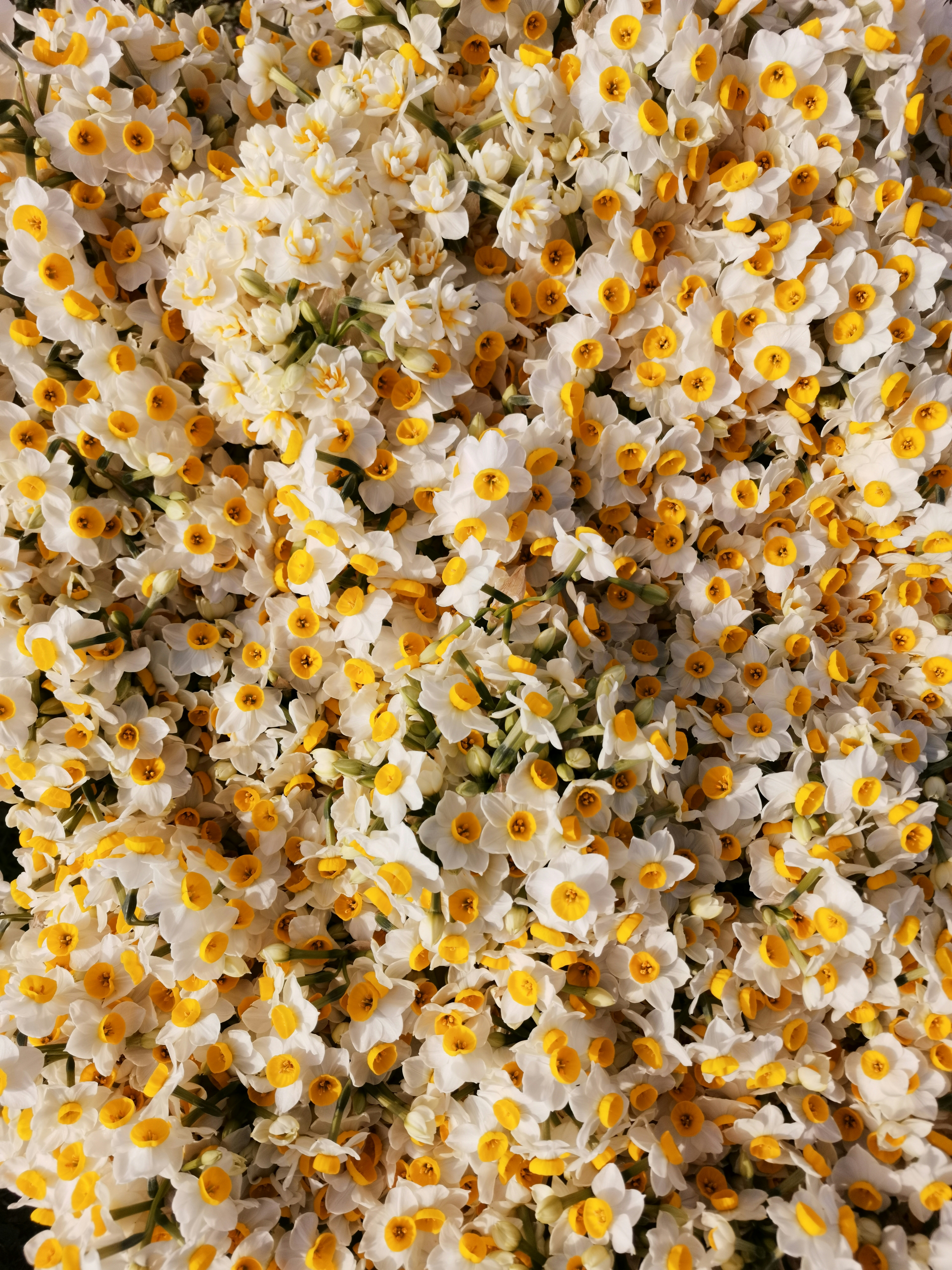 ein Strauß weißer und gelber Blumen in einer Vase
