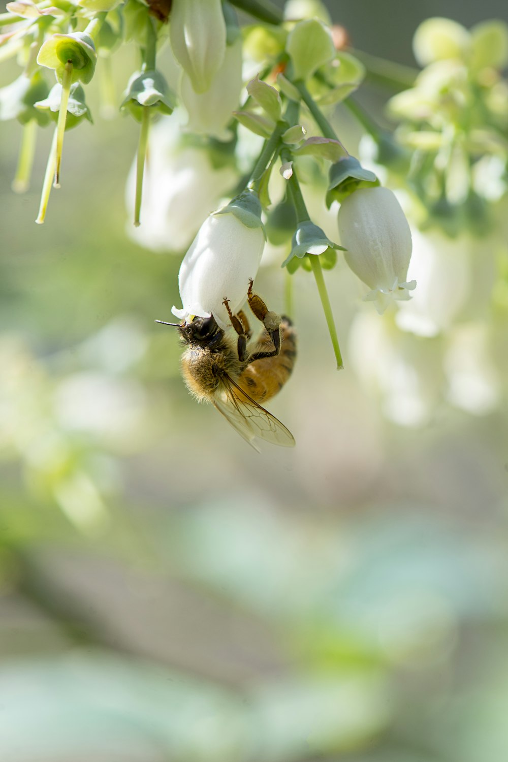 a bee is flying away from a flower