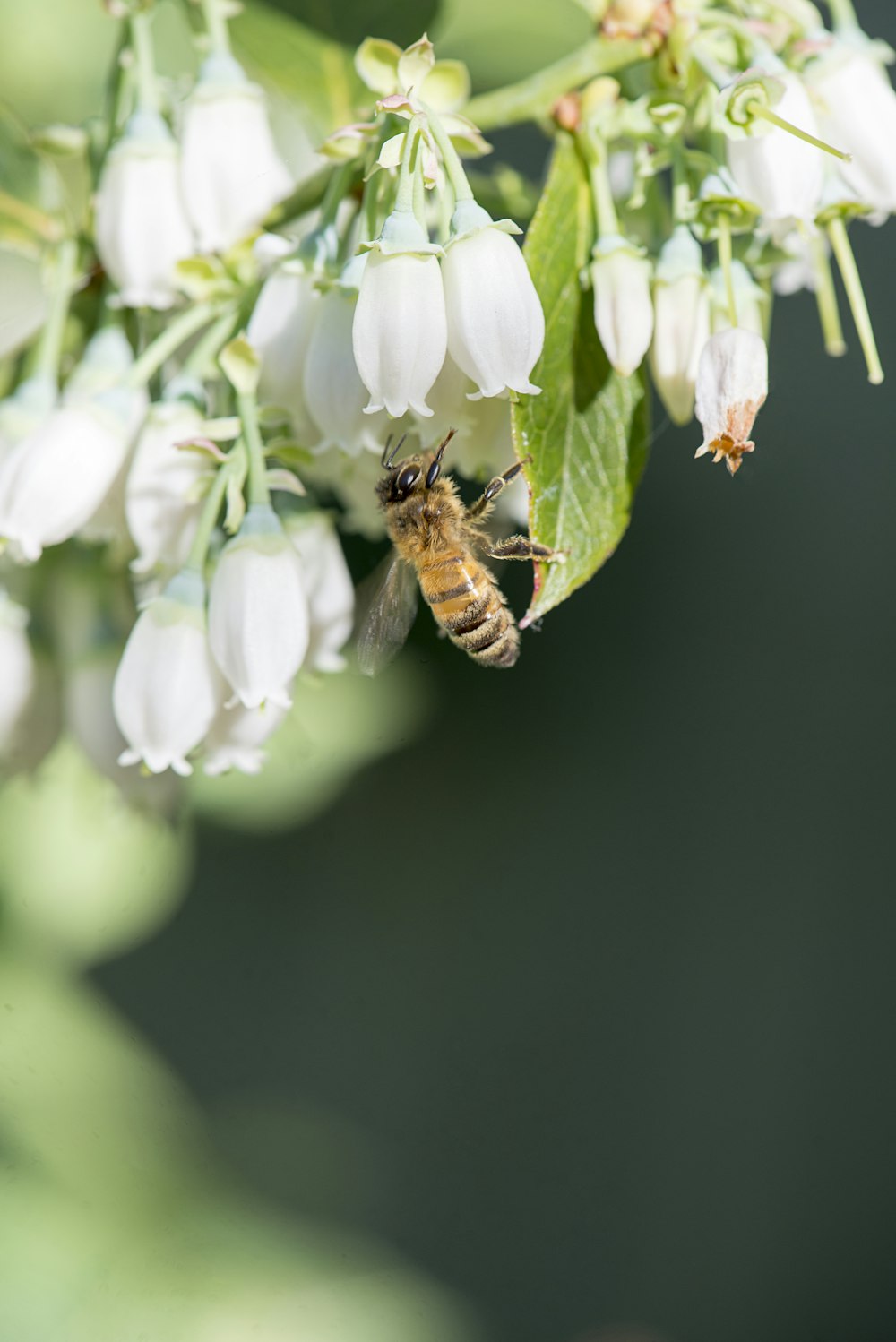 uma abelha está em uma flor branca com folhas verdes