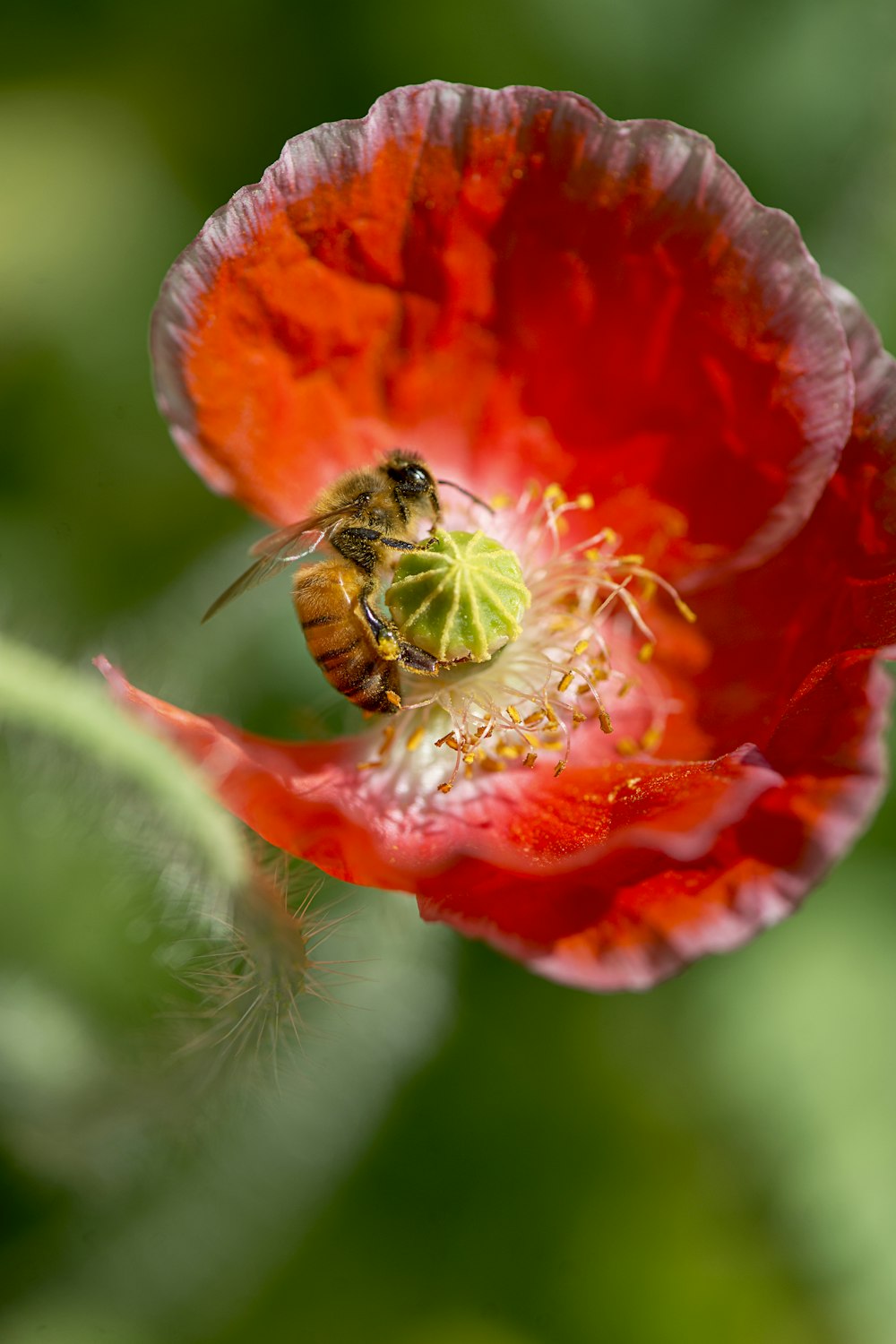a bee on a red flower with green leaves