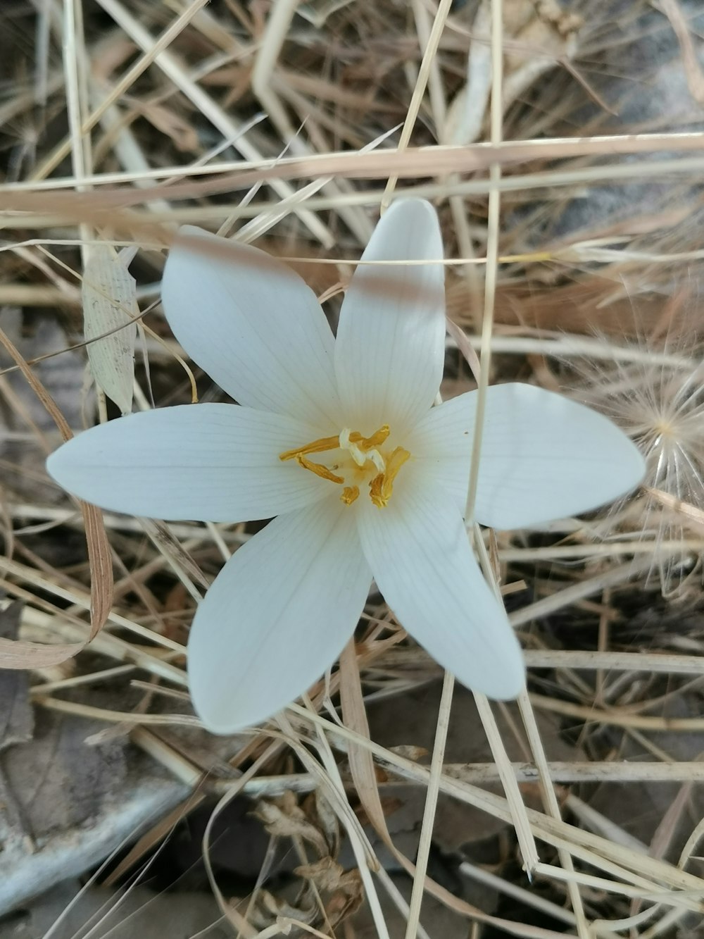 a white flower with a yellow center in the grass