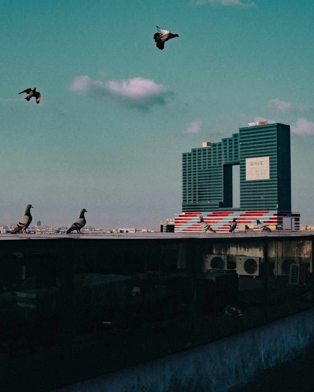 birds flying over a building and a body of water