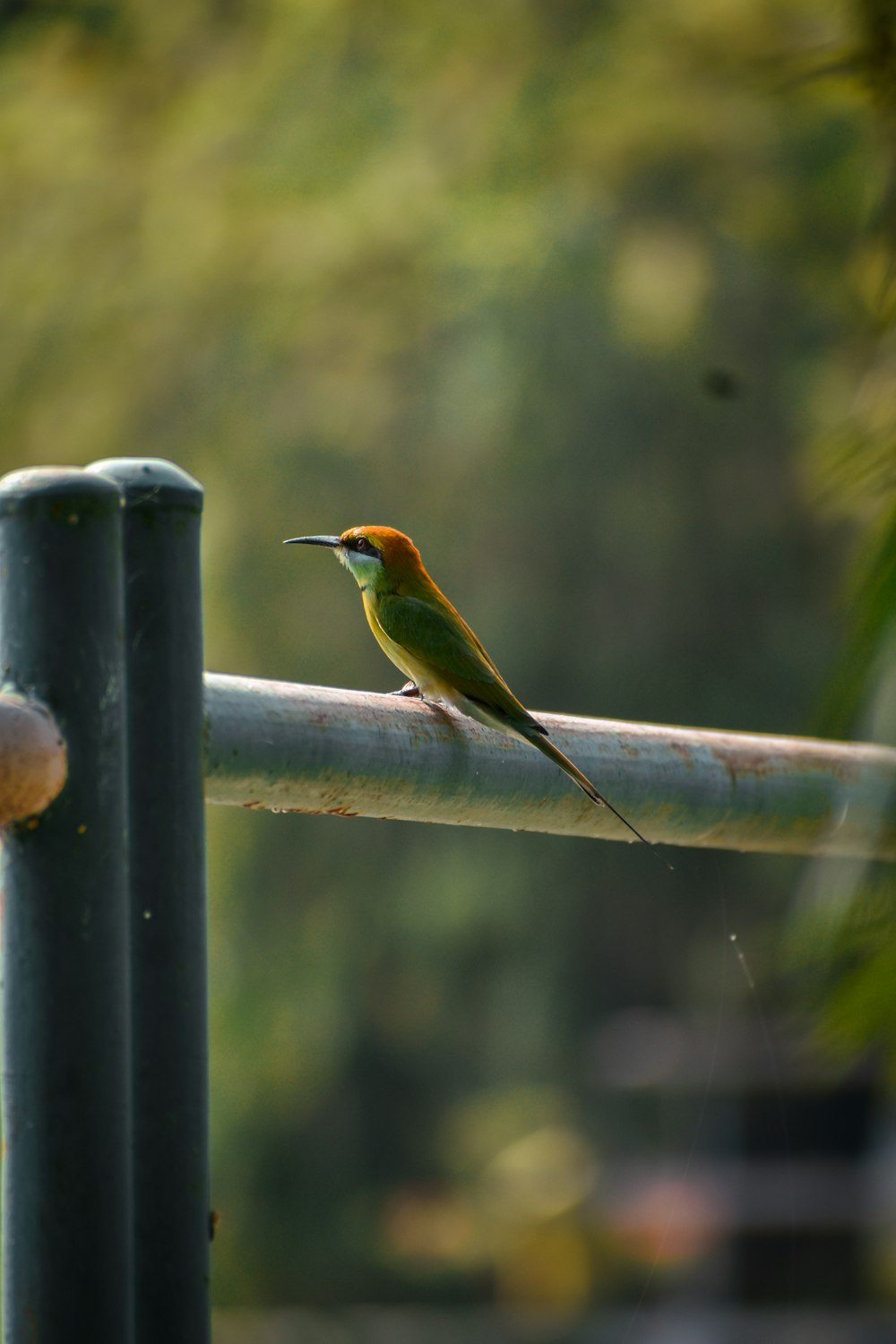 a small bird perched on top of a metal fence