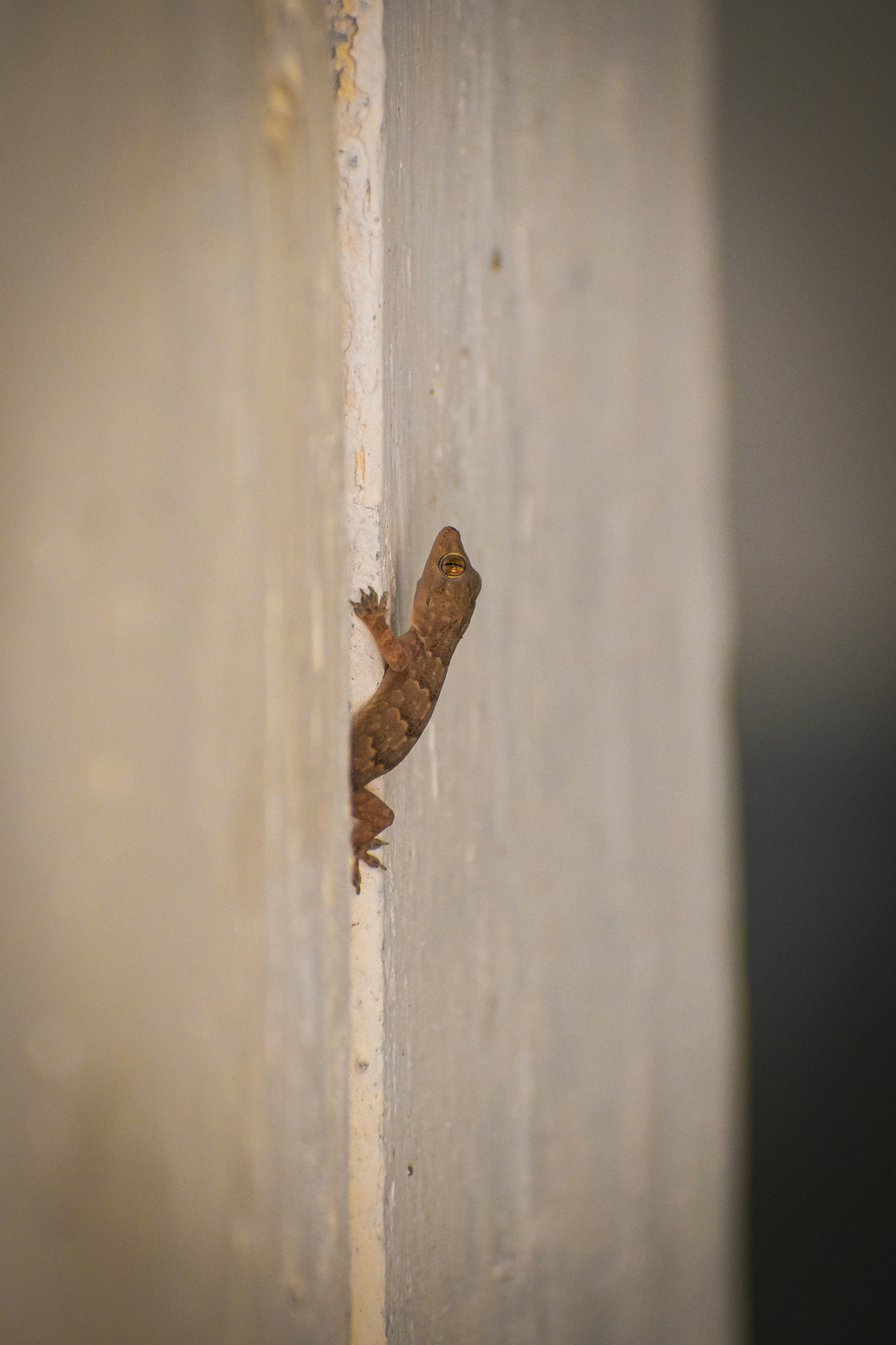 a lizard crawling on the side of a wall