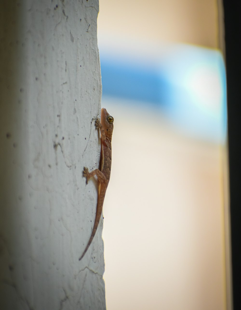 a lizard is climbing up the side of a wall