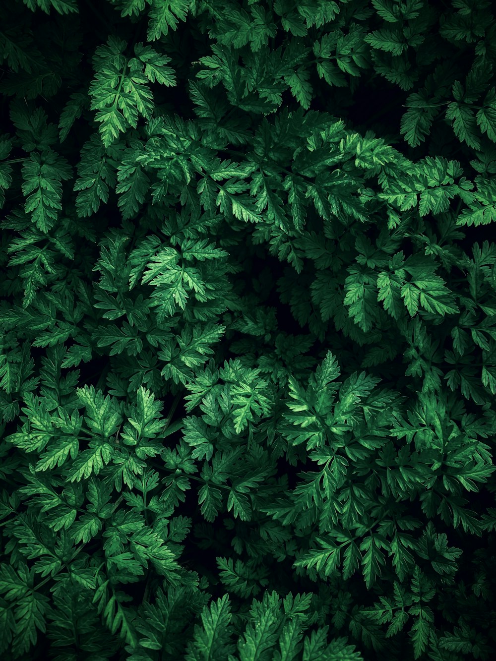 the top view of a tree with green leaves