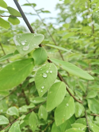 Dewdrops are delicately resting on vibrant green leaves. The leaves are part of a lush bushy plant with branches seen extending through the foliage. The image captures a fresh and natural scene rich in greenery, with a soft, out-of-focus background that suggests a dense, leafy environment.