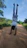 A smiling young woman doing a handstand outdoors.