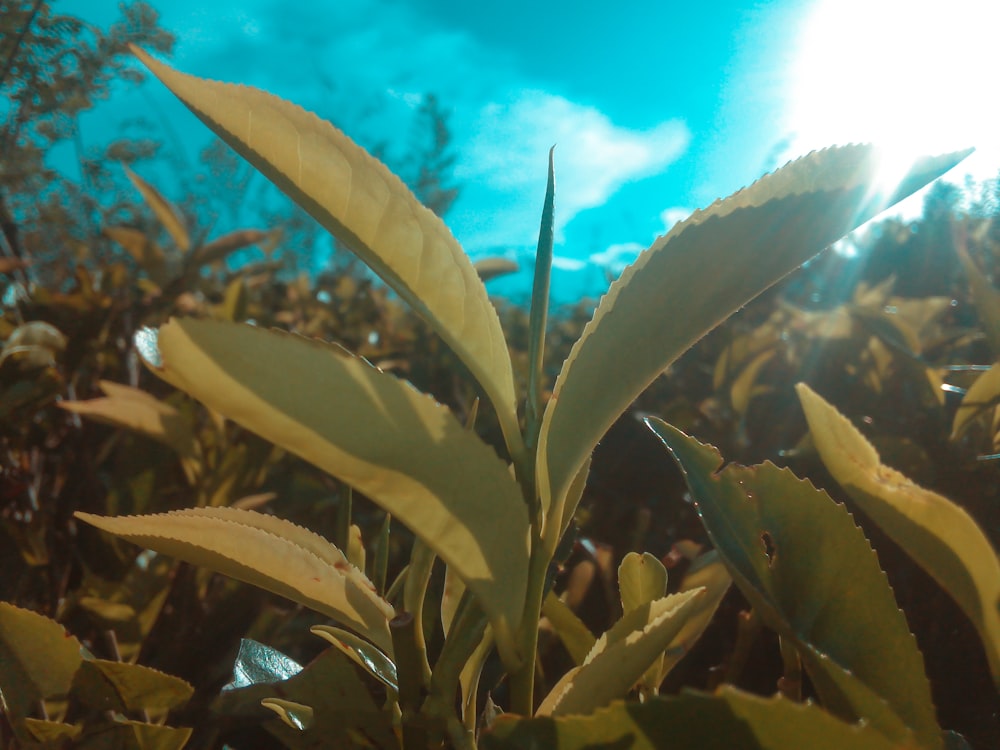 a close up of a leafy plant with a blue sky in the background