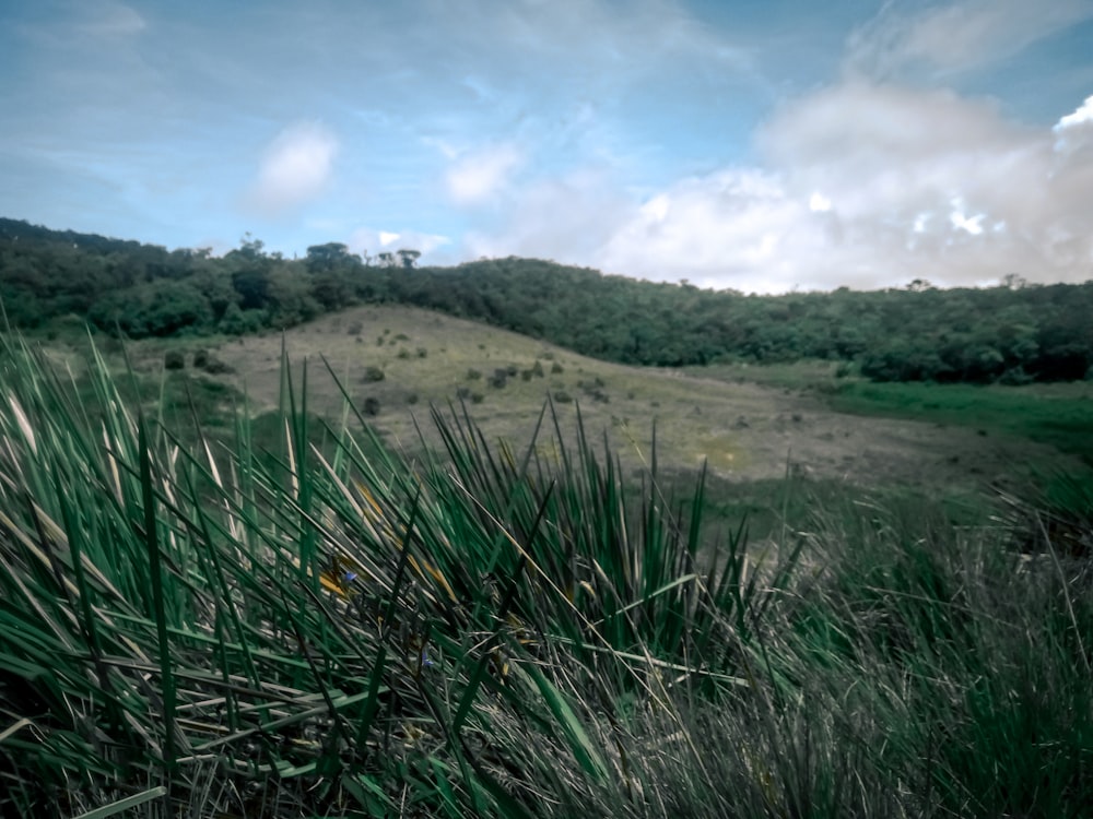 a view of a grassy hill with trees in the background