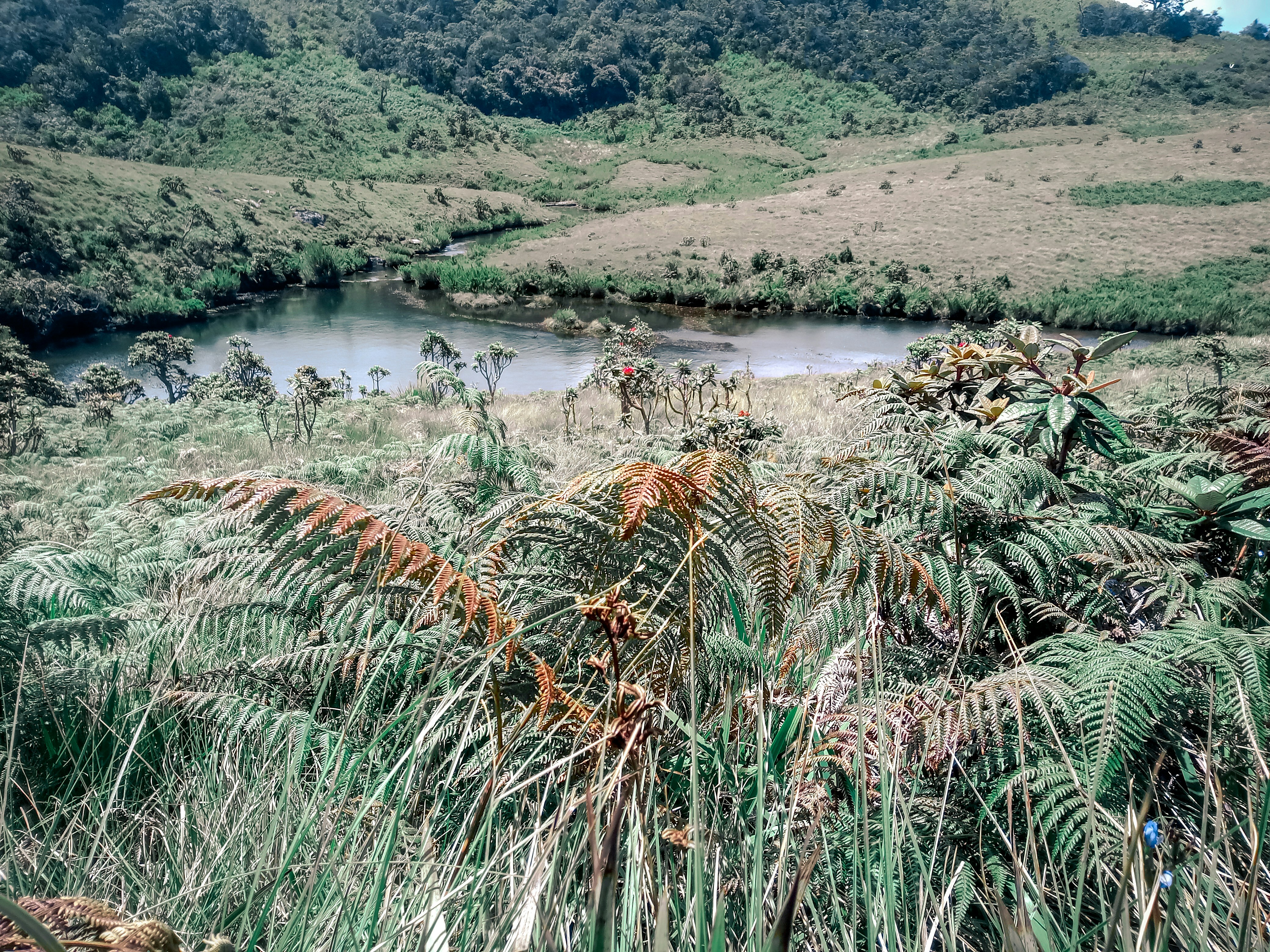 Restauración Ecológica en Bosques, Ríos y Arrecifes: Un Enfoque Integral