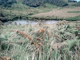 A lush landscape featuring a variety of green ferns and grass with a serene river flowing through the middle. Forested hills form the background, creating a peaceful, natural setting. The vegetation is dense and vibrant, indicative of a rich ecosystem.