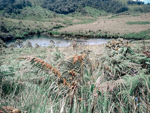 A lush landscape featuring a variety of green ferns and grass with a serene river flowing through the middle. Forested hills form the background, creating a peaceful, natural setting. The vegetation is dense and vibrant, indicative of a rich ecosystem.
