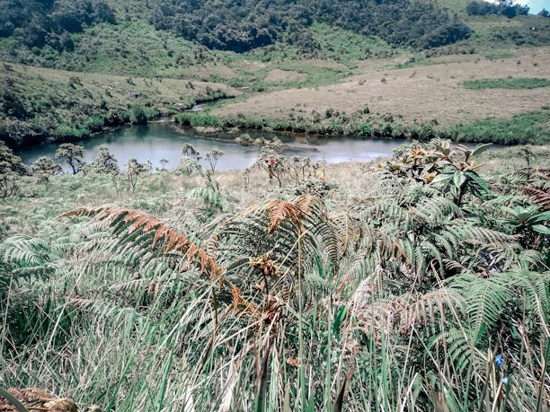 A lush landscape featuring a variety of green ferns and grass with a serene river flowing through the middle. Forested hills form the background, creating a peaceful, natural setting. The vegetation is dense and vibrant, indicative of a rich ecosystem.