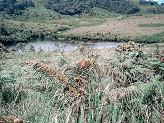 A lush landscape featuring a variety of green ferns and grass with a serene river flowing through the middle. Forested hills form the background, creating a peaceful, natural setting. The vegetation is dense and vibrant, indicative of a rich ecosystem.