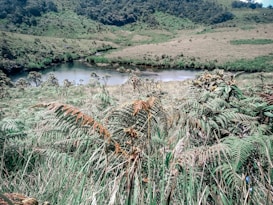 A lush landscape featuring a variety of green ferns and grass with a serene river flowing through the middle. Forested hills form the background, creating a peaceful, natural setting. The vegetation is dense and vibrant, indicative of a rich ecosystem.