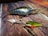 Three fishing lures of varying sizes and colors are arranged on a textured wooden surface. The lures have shiny, reflective finishes and realistic features including scales, eyes, and hooks.