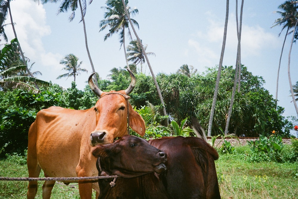 a couple of cows that are standing in the grass