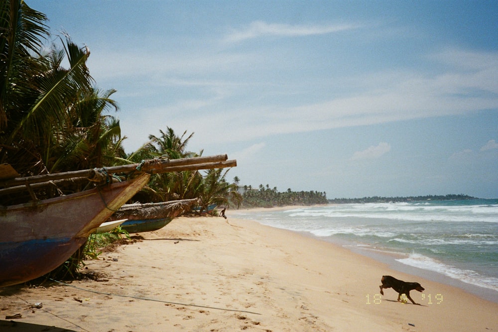 a dog walking on a beach next to a boat