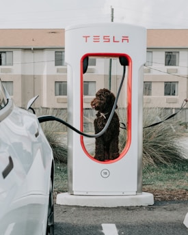 electric car: sustainable travel