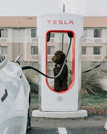 A brown curly-haired dog is seated inside a Tesla electric car charging station. A portion of a white car is visible on the left side, connected to the charging station with a black cable. The background features a building with multiple windows and some grass and plants near the station.