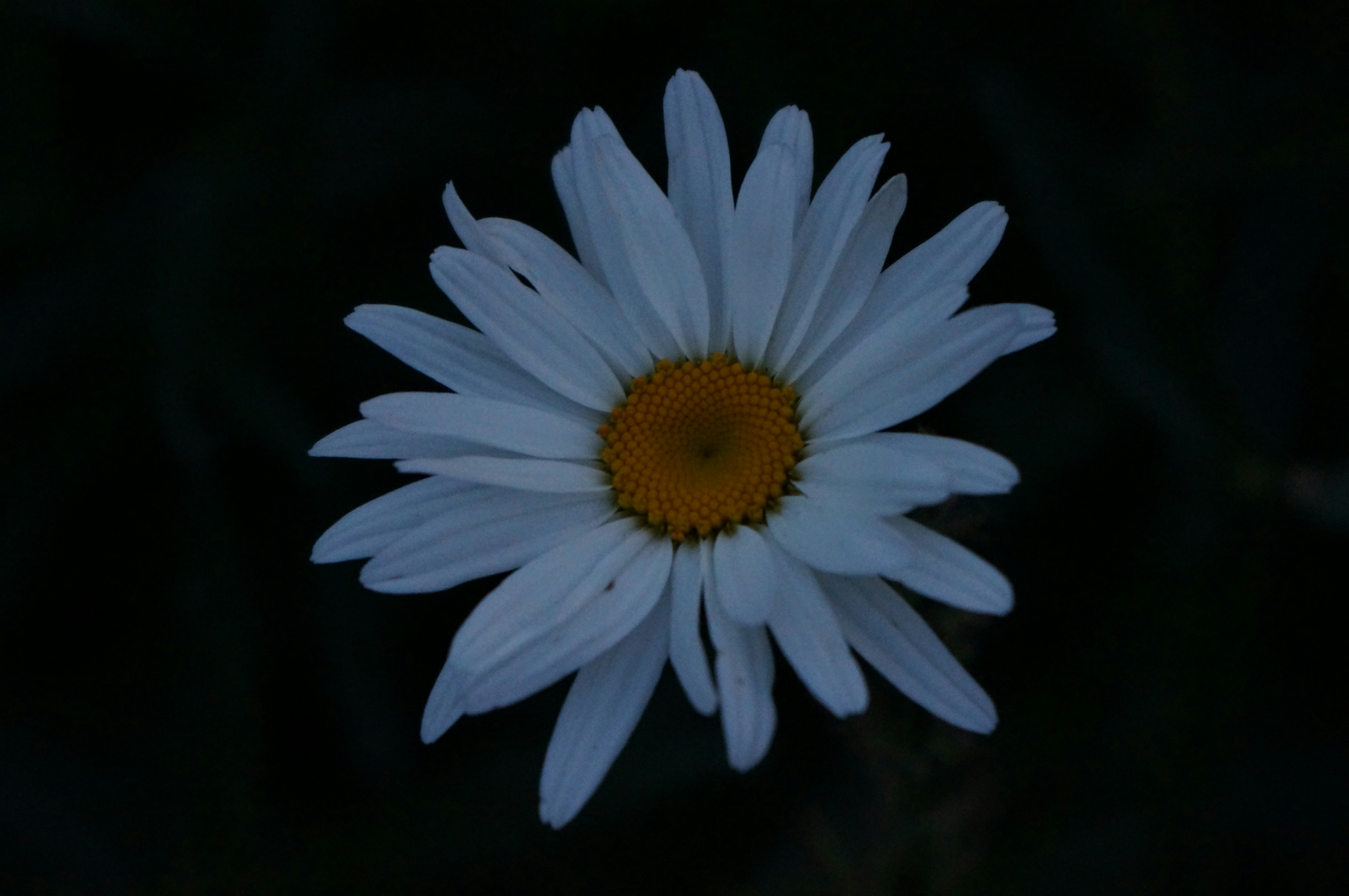 Photo by rybicka