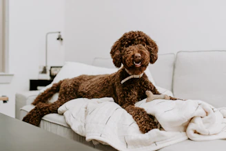 A happy dog lounging comfortably on a soft blanket inside a warm, inviting living room.