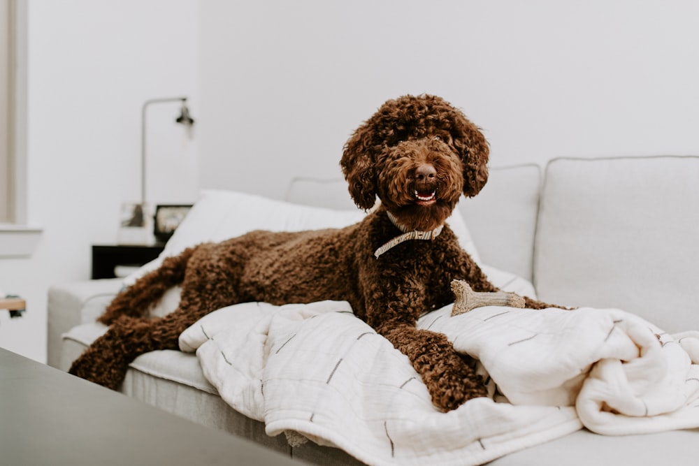 a brown dog laying on top of a white couch