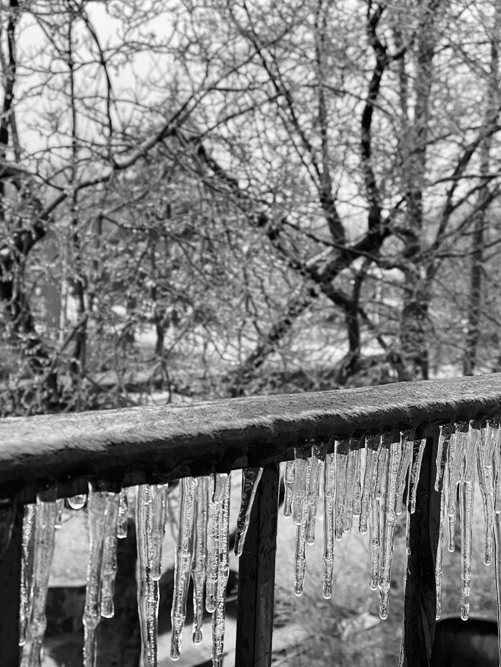 uma foto em preto e branco de ículos pendurados em uma cerca de madeira