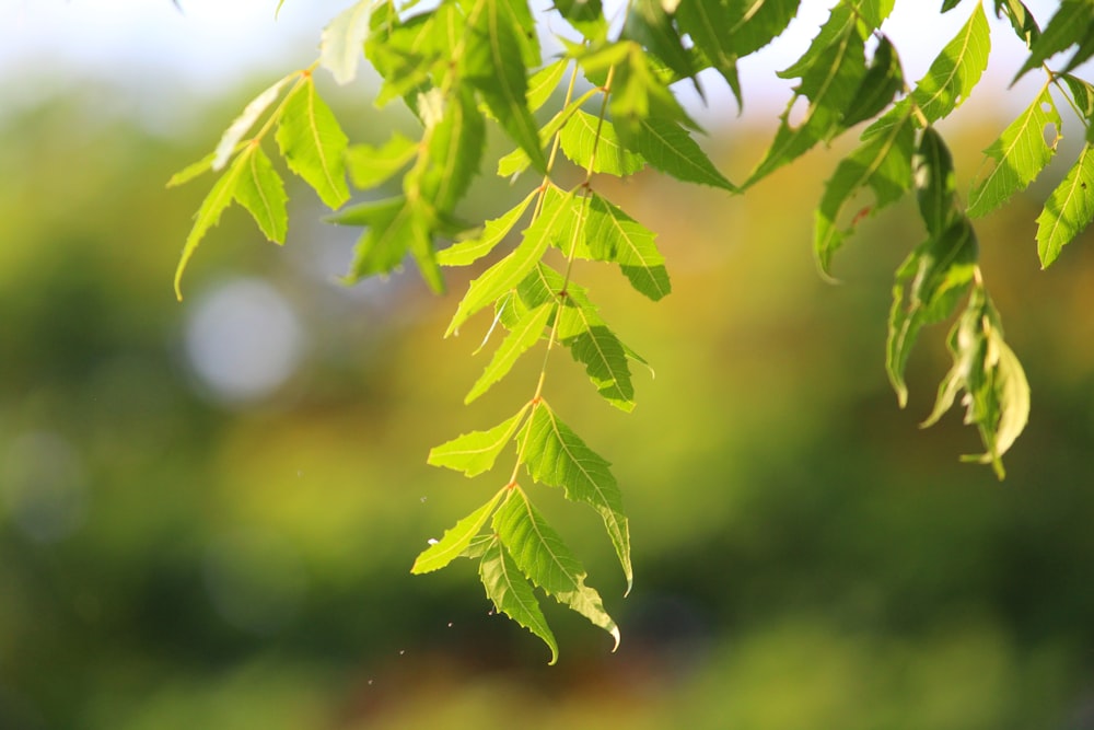 a close up of a green leafy tree