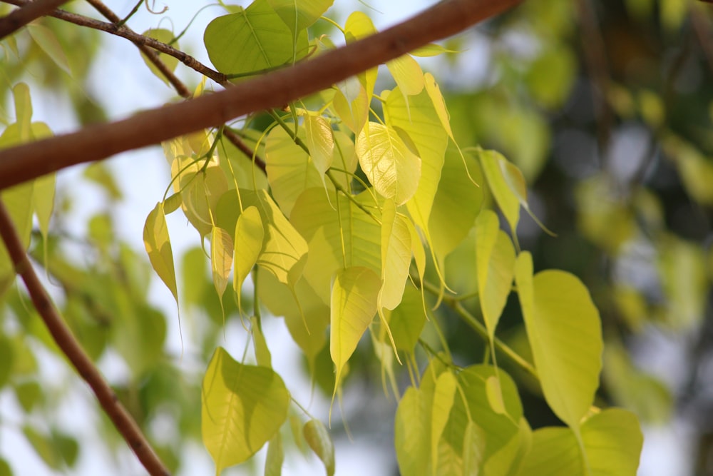 a close up of a tree branch with leaves