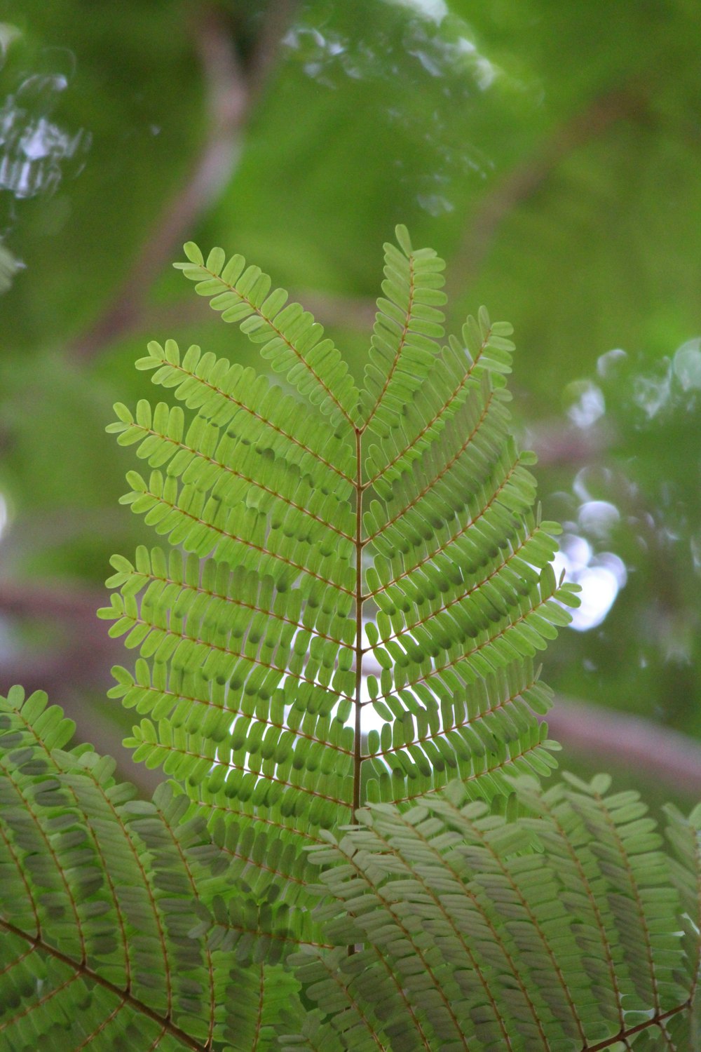 a close up of a green leaf on a tree