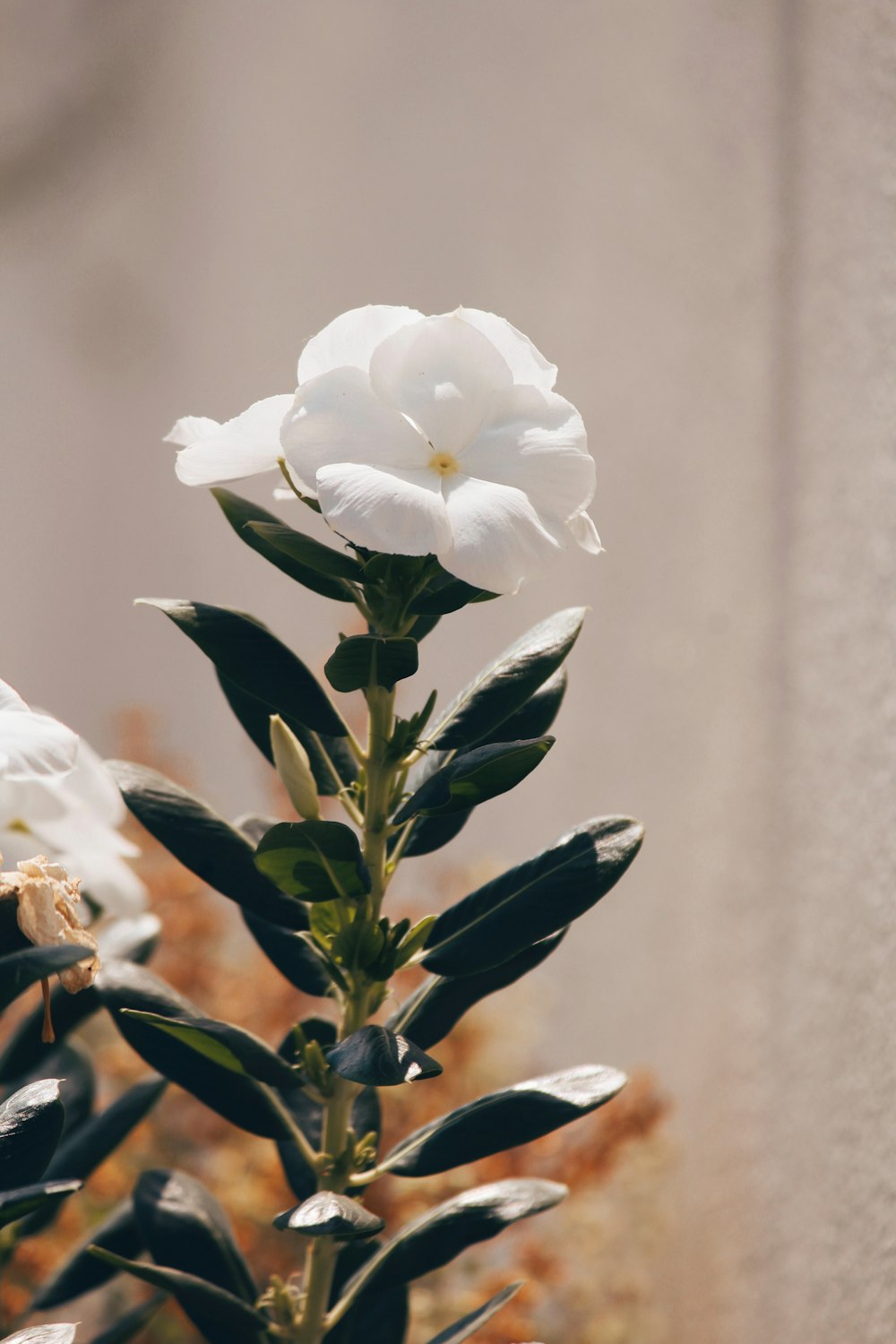 a white flower sitting on top of a plant