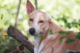 A candid photo of a dog exploring nature with a curious and calm expression.