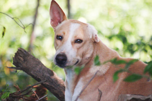 A candid photo of a dog exploring nature with a curious and calm expression.