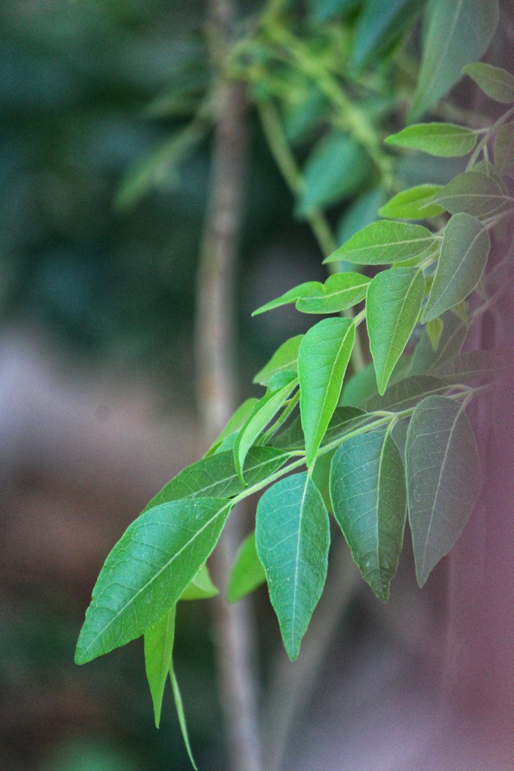 a branch of a tree with green leaves