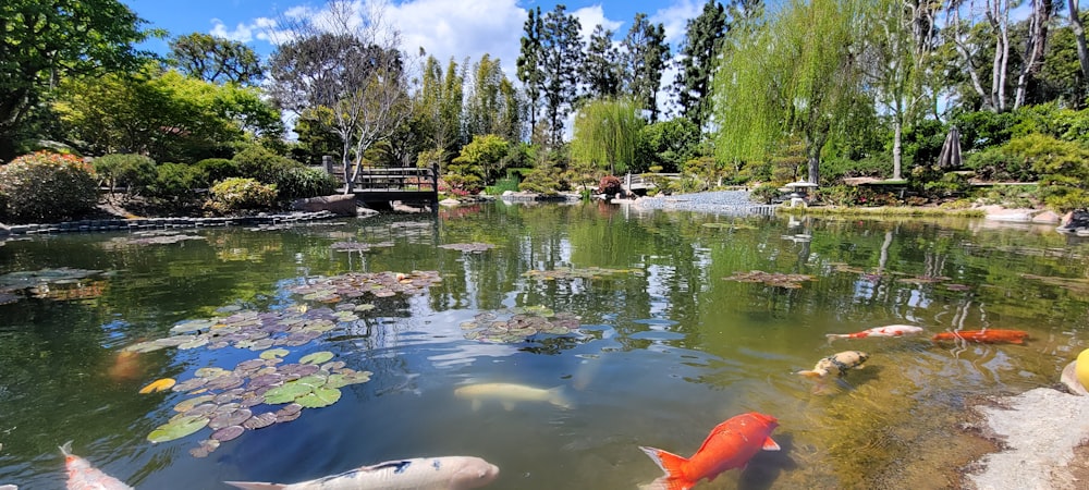Un estanque lleno de muchos peces de diferentes colores