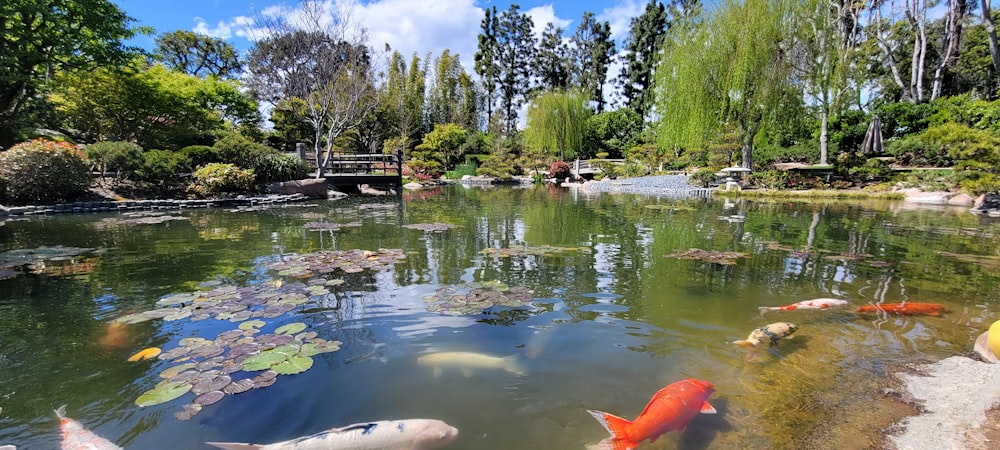 a pond filled with lots of different colored fish