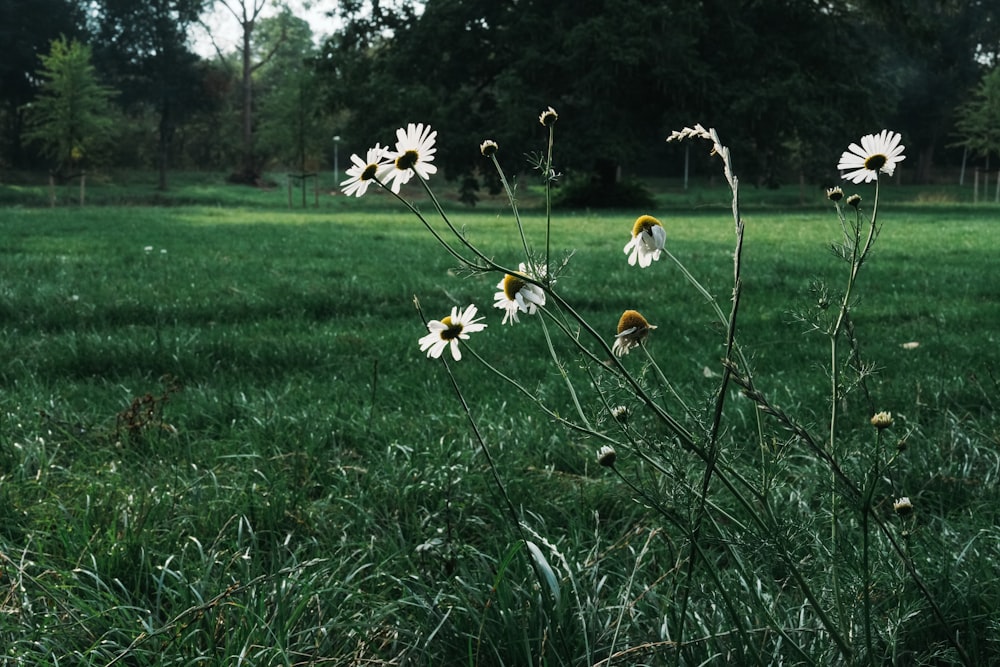 a bunch of daisies in a grassy field