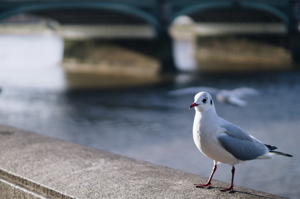 a seagull is standing on a ledge near the water