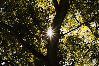 Sunlight filtering through a canopy of healthy trees maintained by Boise Tree & Landscape.